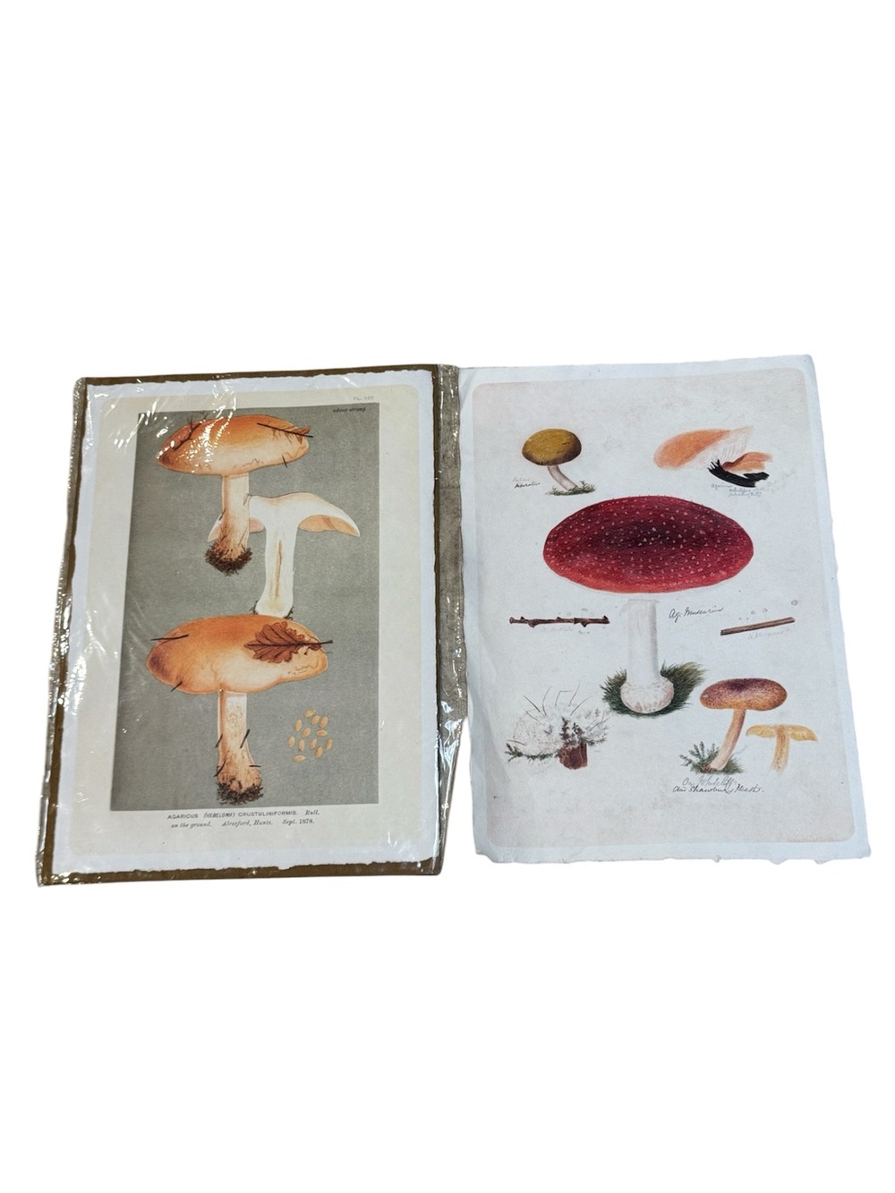 Vintage Style Shroom Collection Shroom Cluster Mushroom Paper 2 Art Prints 12x16